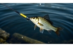 揭秘！夏季釣鯽魚的獨門秘籍究竟是什么？