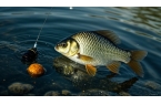 想在夏季釣到更多鯽魚？這些技巧你不能錯過