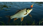 夏季野釣鯽魚(yú)技巧大揭秘，你知道幾個(gè)？