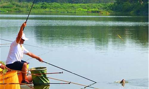 黑坑偷驢鯽魚(yú)的釣法和技巧圖片視頻全部(黑坑鯽魚(yú)偷驢技巧)