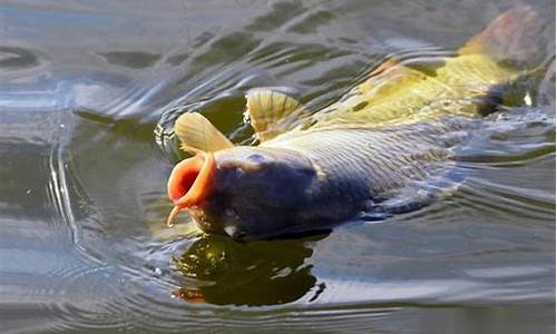 黑坑偷驢釣鯉魚(yú)最好的方法是什么版本